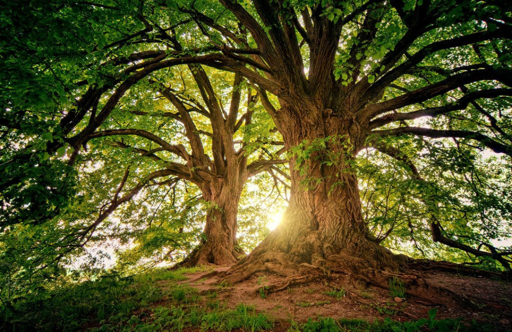 Wat betekent het spreekwoord ‘hoge bomen vangen veel wind’?