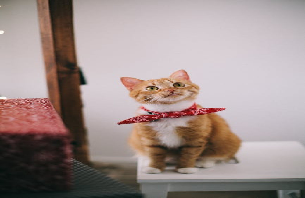 Waarom worden katten 's nachts actiever dan overdag?
