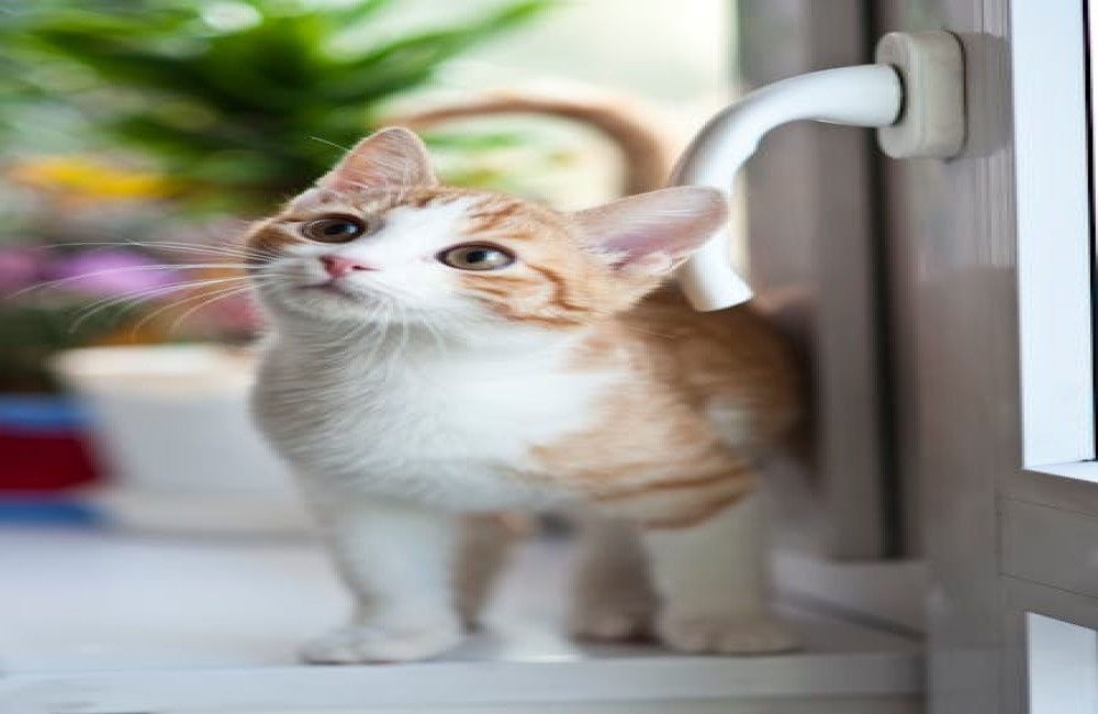 Waarom katten soms hun eten begraven: een instinctieve uitleg