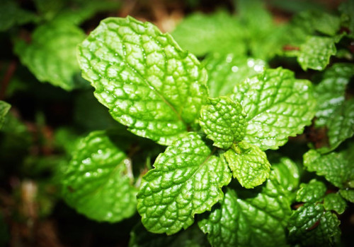 De vele voordelen van spearmint thee