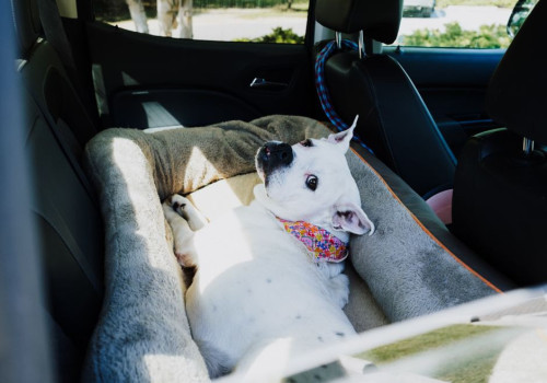Welke papieren heb je nodig om in 2026 met je hond naar Frankrijk op vakantie te gaan