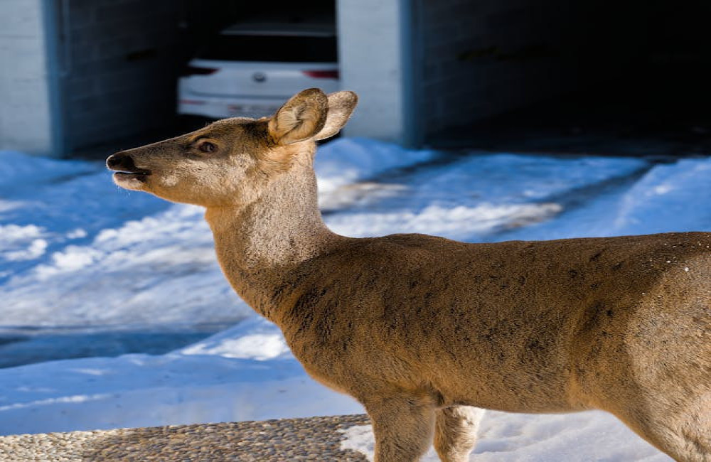 Waarom je de geur van je eigen huis bijna nooit opmerkt
