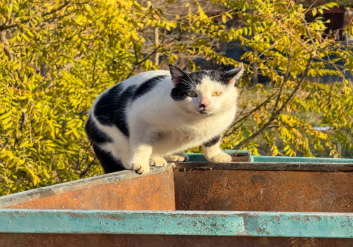 Wat is een curiosity gap en waarom werkt het zo goed op informatieve websites