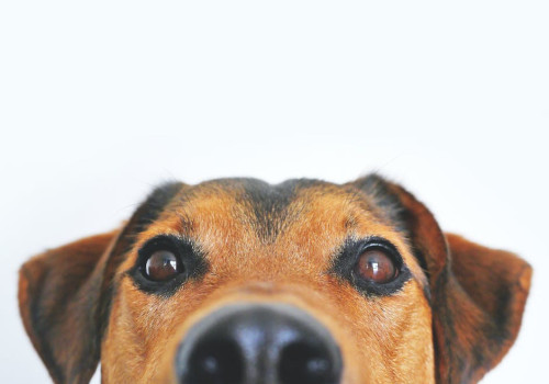 Liever een kat of een hond als huisdier? Dit zijn de verschillen