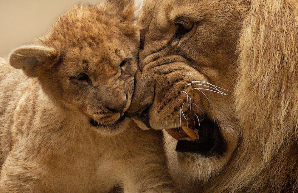 Waarom gapende leeuwen niet altijd boos zijn: verrassende feiten over dierengedrag