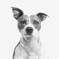 Waarom ruikt mijn hond opeens vies, terwijl hij niet nat is geworden?